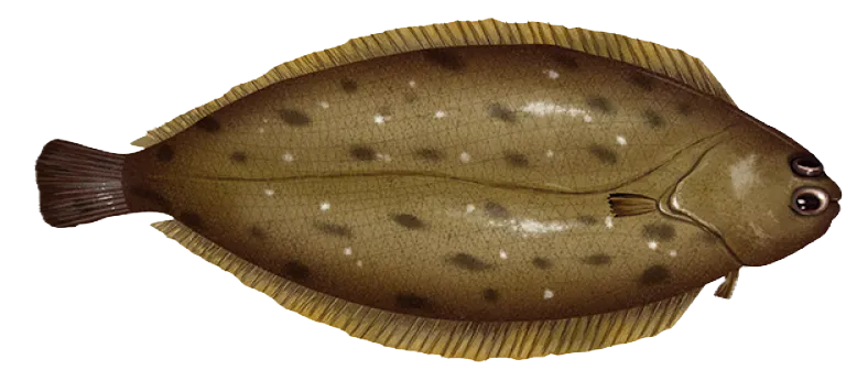 Dover sole