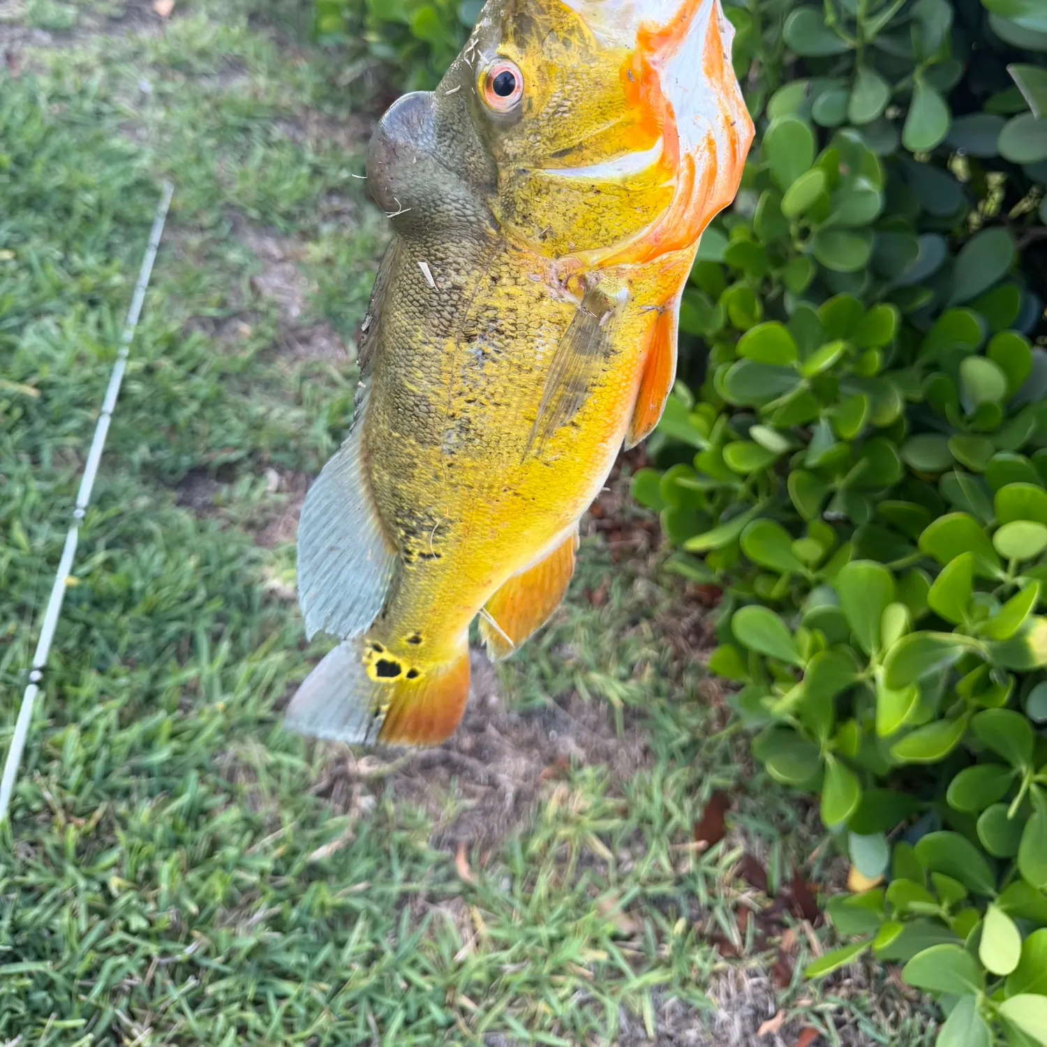 The most recent Butterfly peacock bass catches on Fishbrain