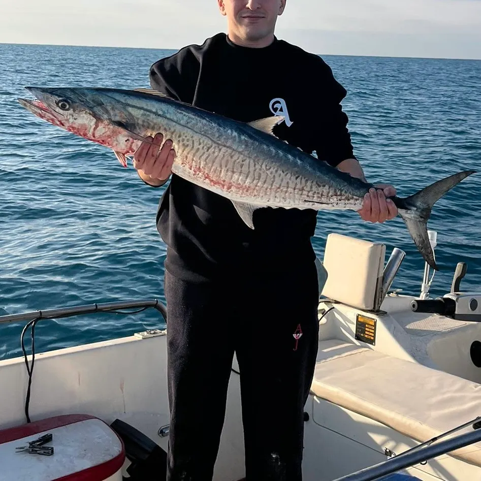 The most recent Narrow-barred Spanish mackerel catches on Fishbrain