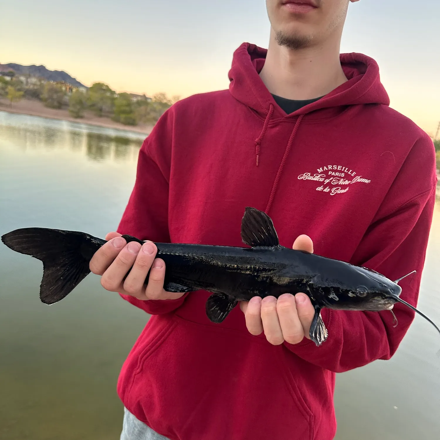 Channel catfish caught on Fishbrain