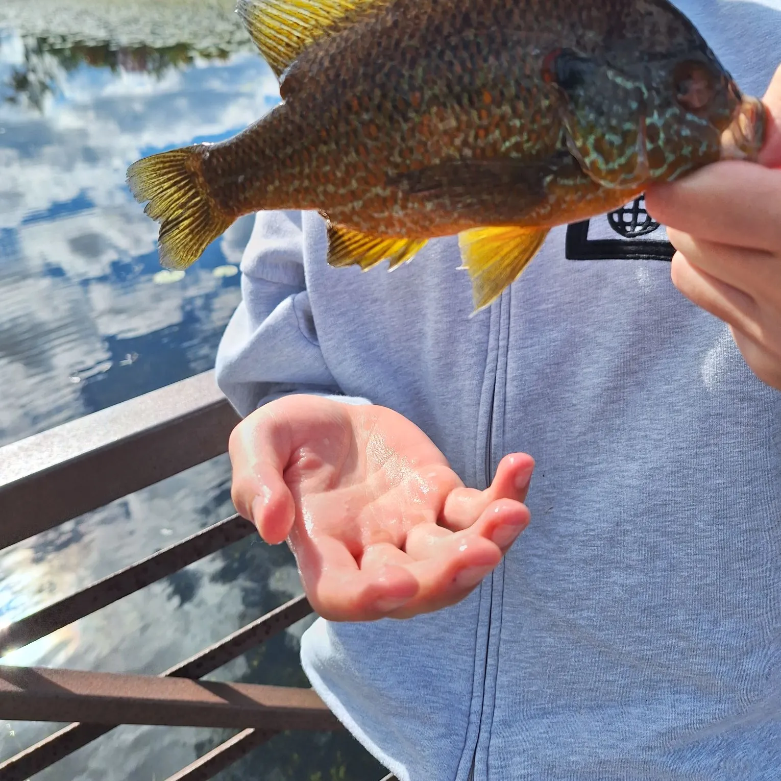 Pumpkinseed caught on Fishbrain