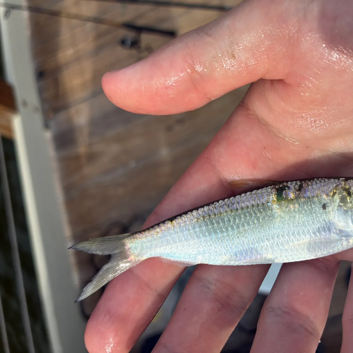 Scaled herring caught on Fishbrain