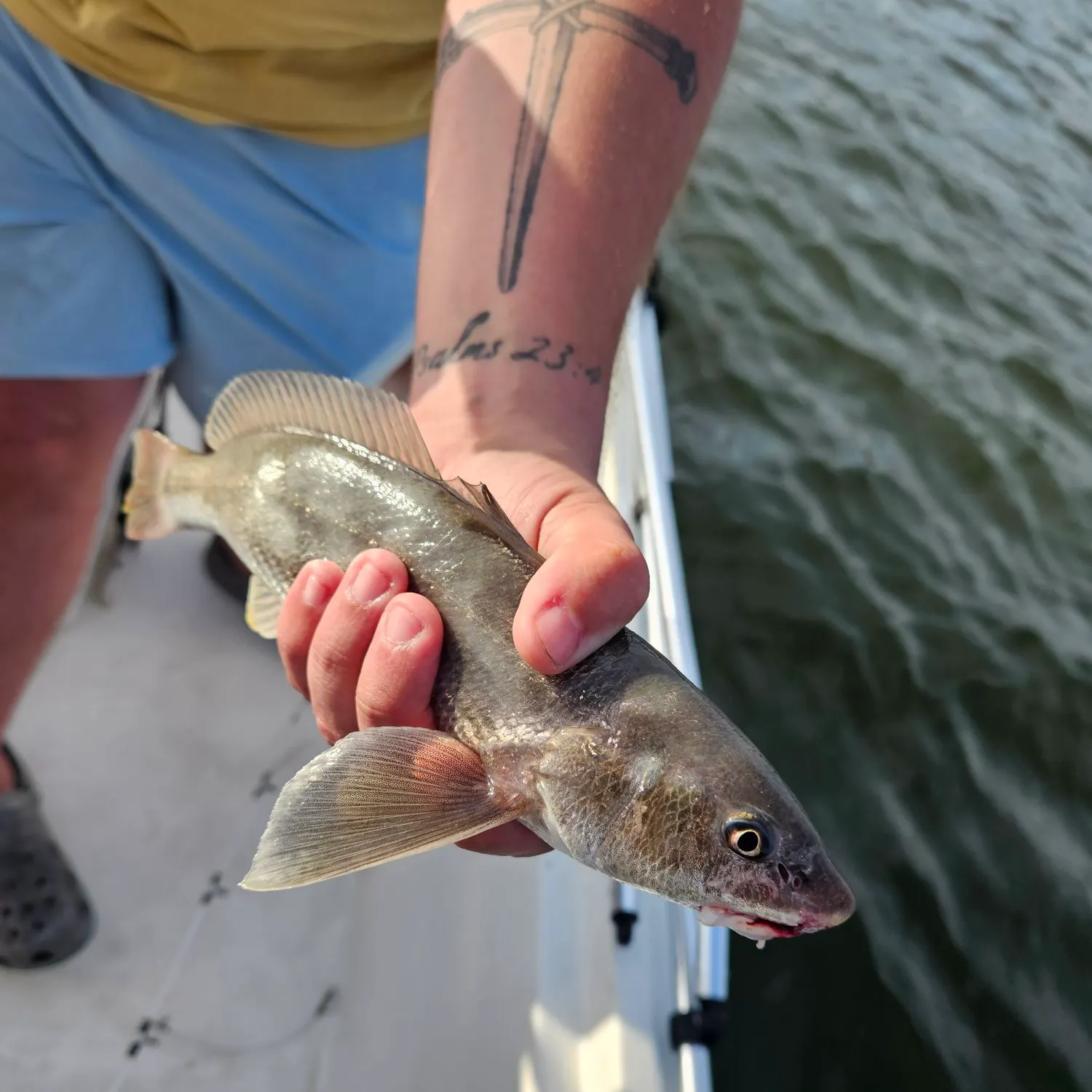 The most recent Southern kingcroaker catches on Fishbrain
