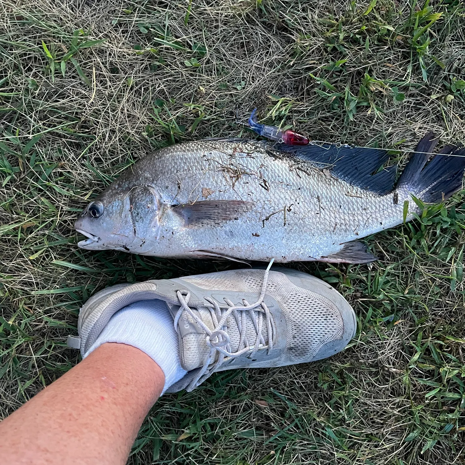 Freshwater drum caught on Fishbrain