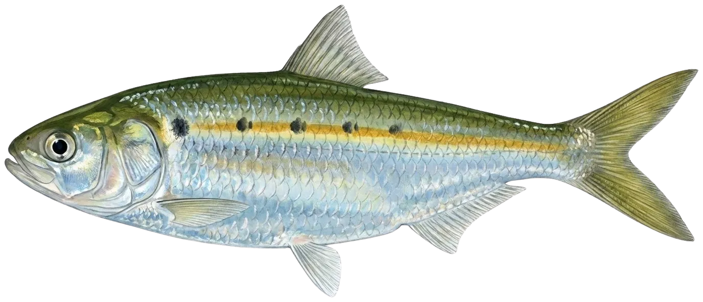 Chinese gizzard shad