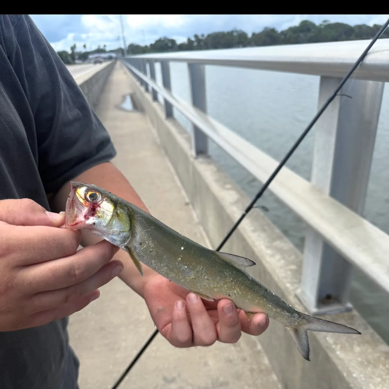 Ladyfish caught on Fishbrain