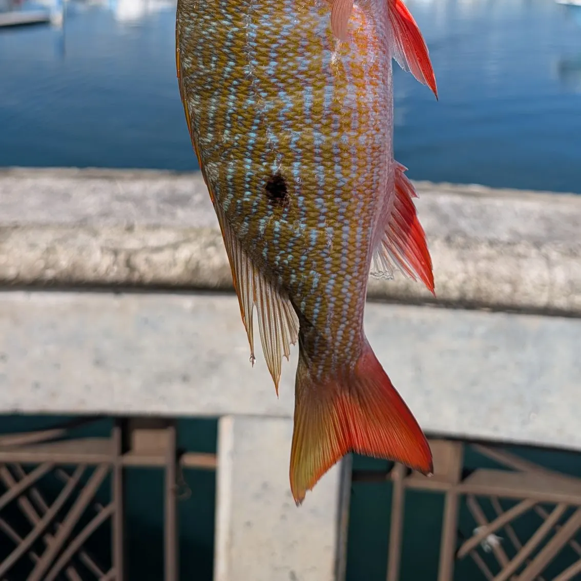 The most recent Mutton snapper catches on Fishbrain
