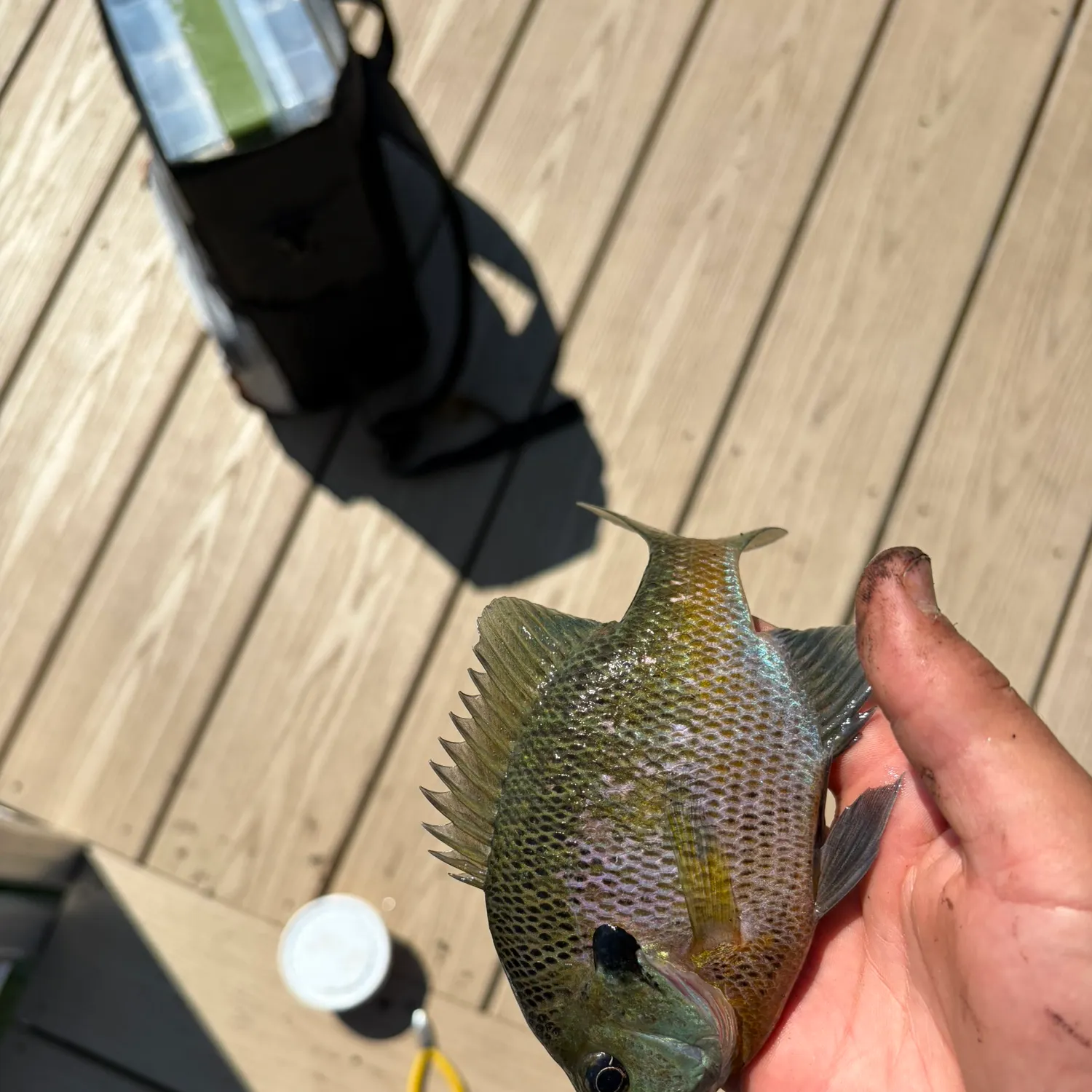 catch