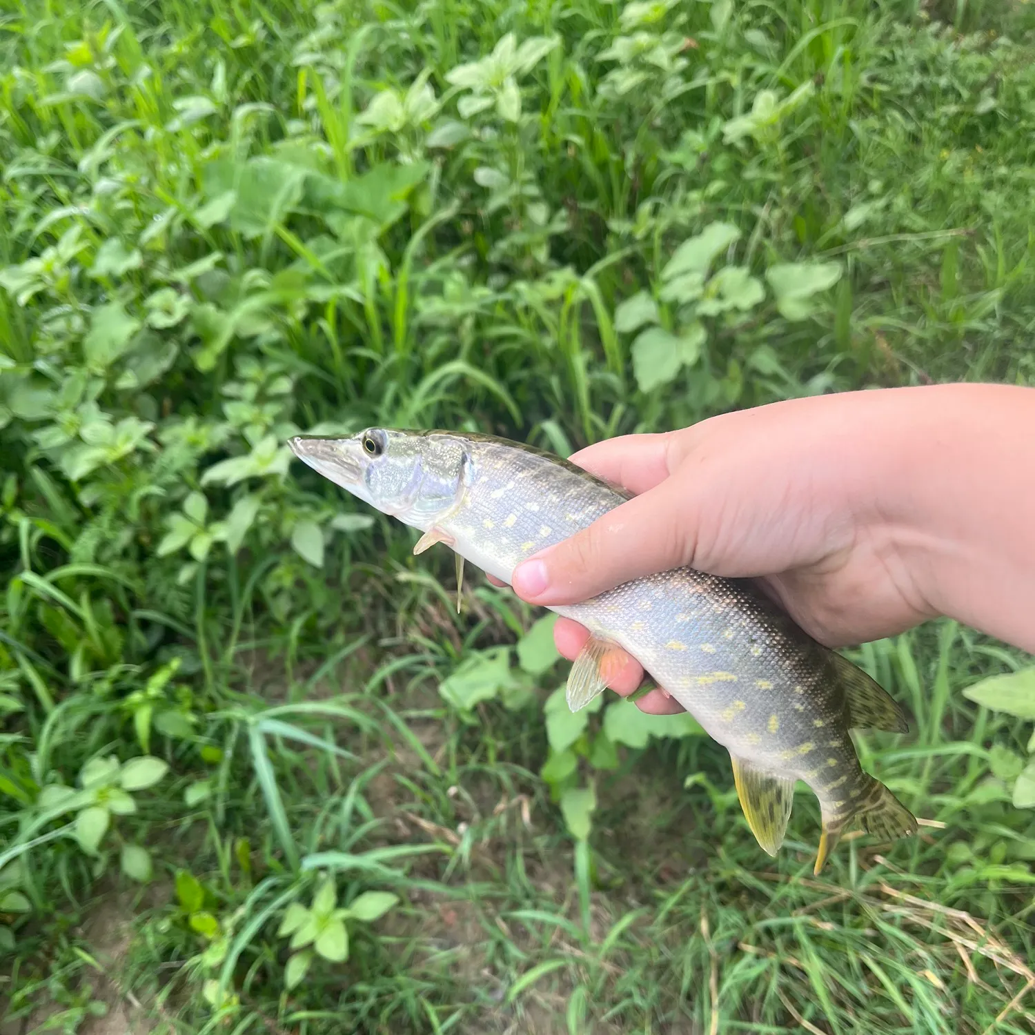 Northern pike caught on Fishbrain