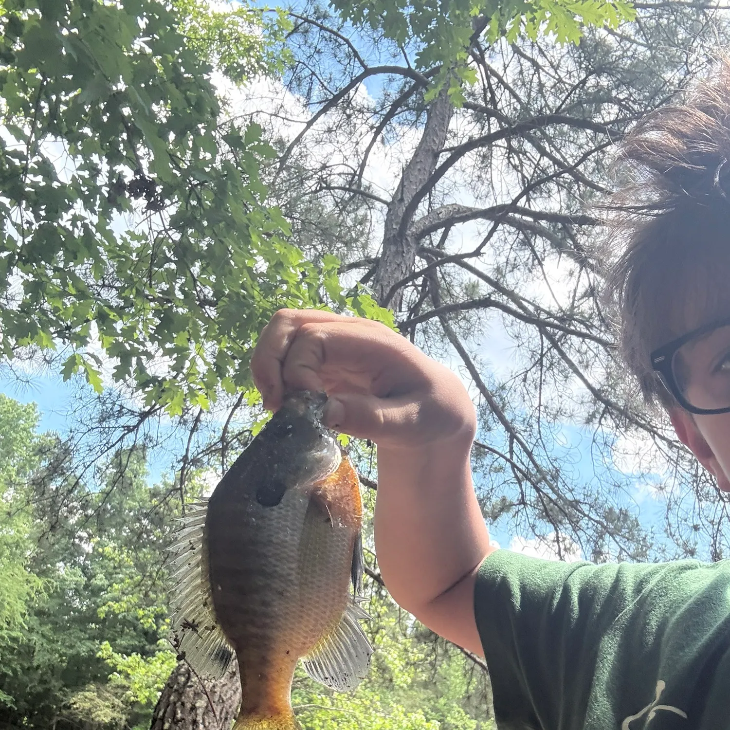 Bluegill caught on Fishbrain