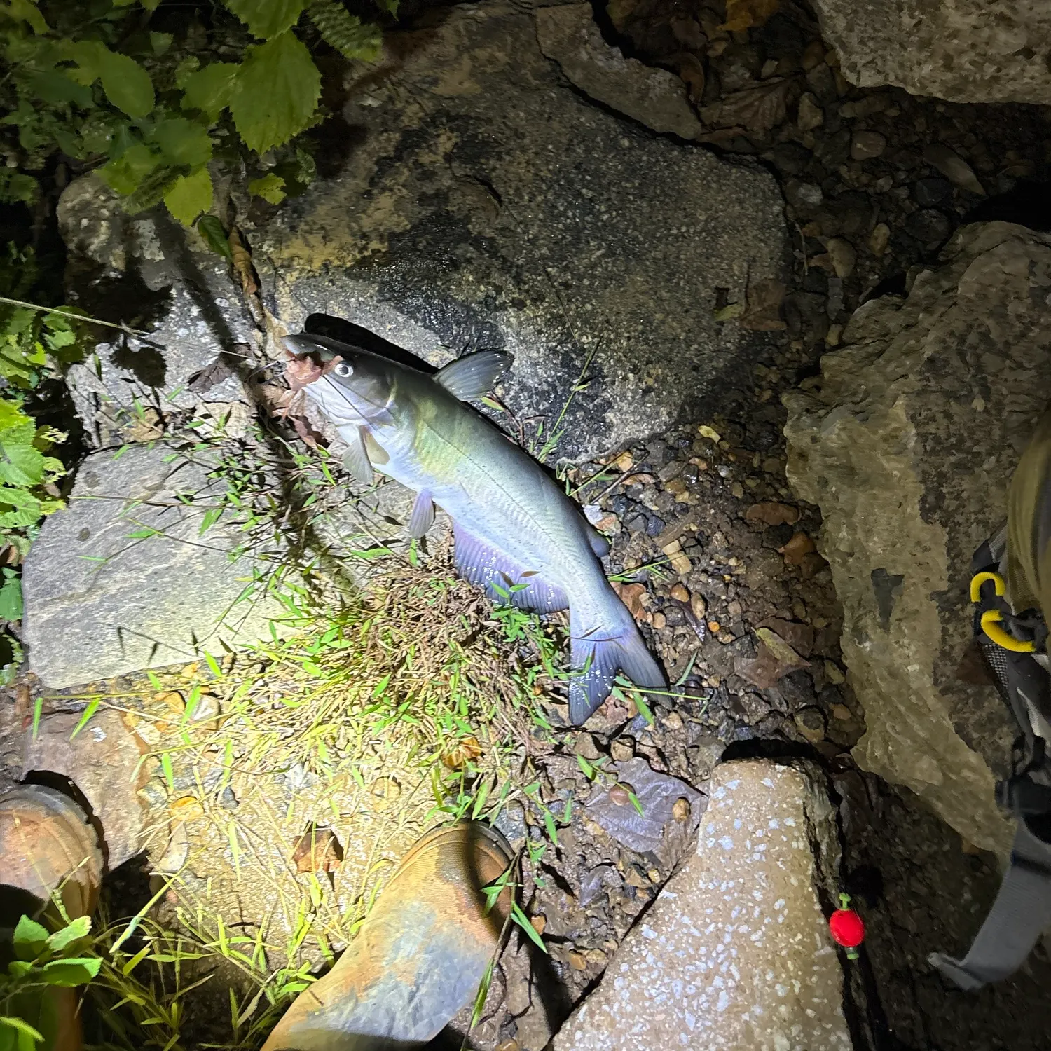 Channel catfish caught on Fishbrain