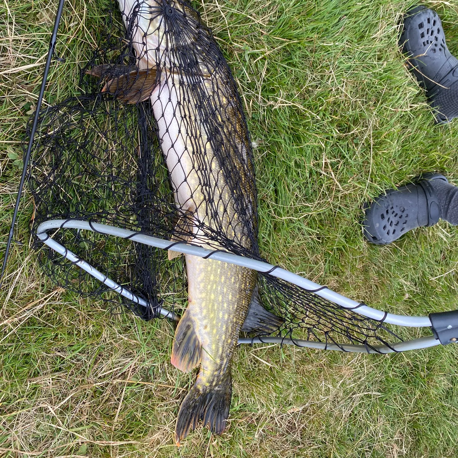 Northern pike caught on Fishbrain