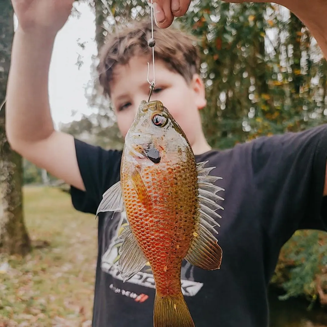 The most recent Redspotted sunfish catches on Fishbrain