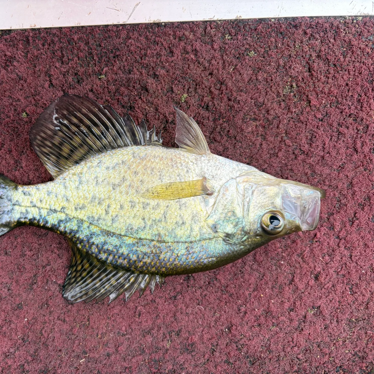 Black crappie caught on Fishbrain