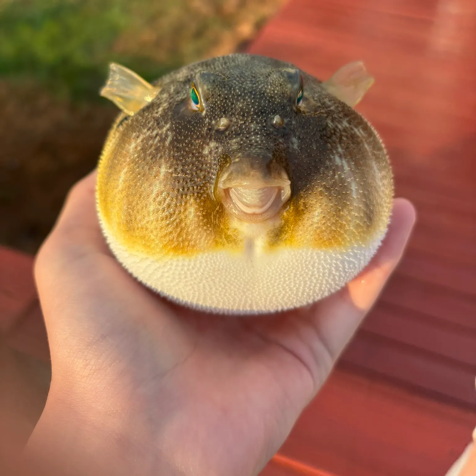 The most recent Northern puffer catches on Fishbrain