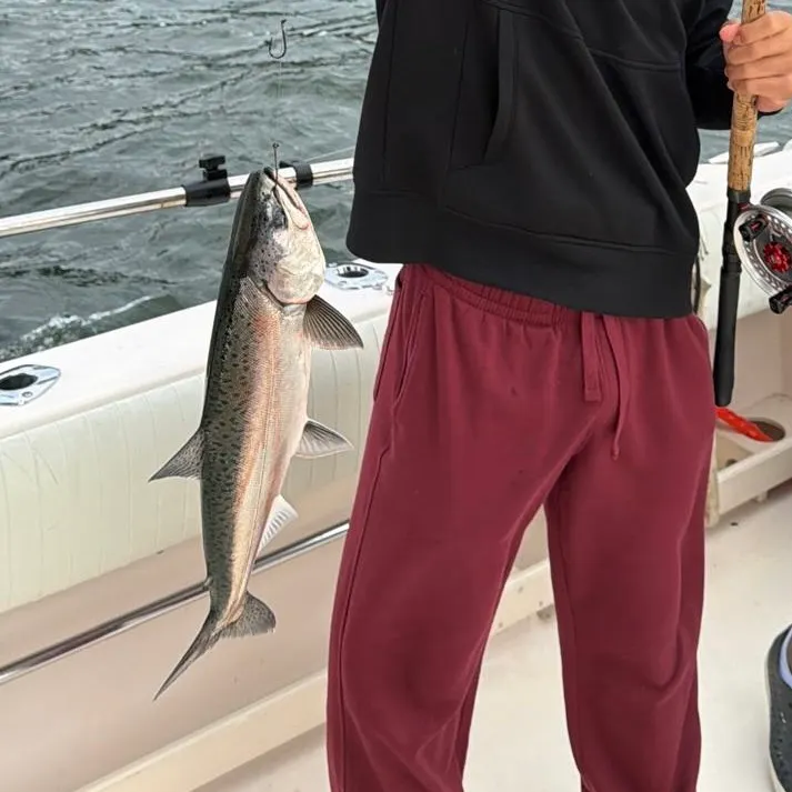 Chinook salmon caught on Fishbrain