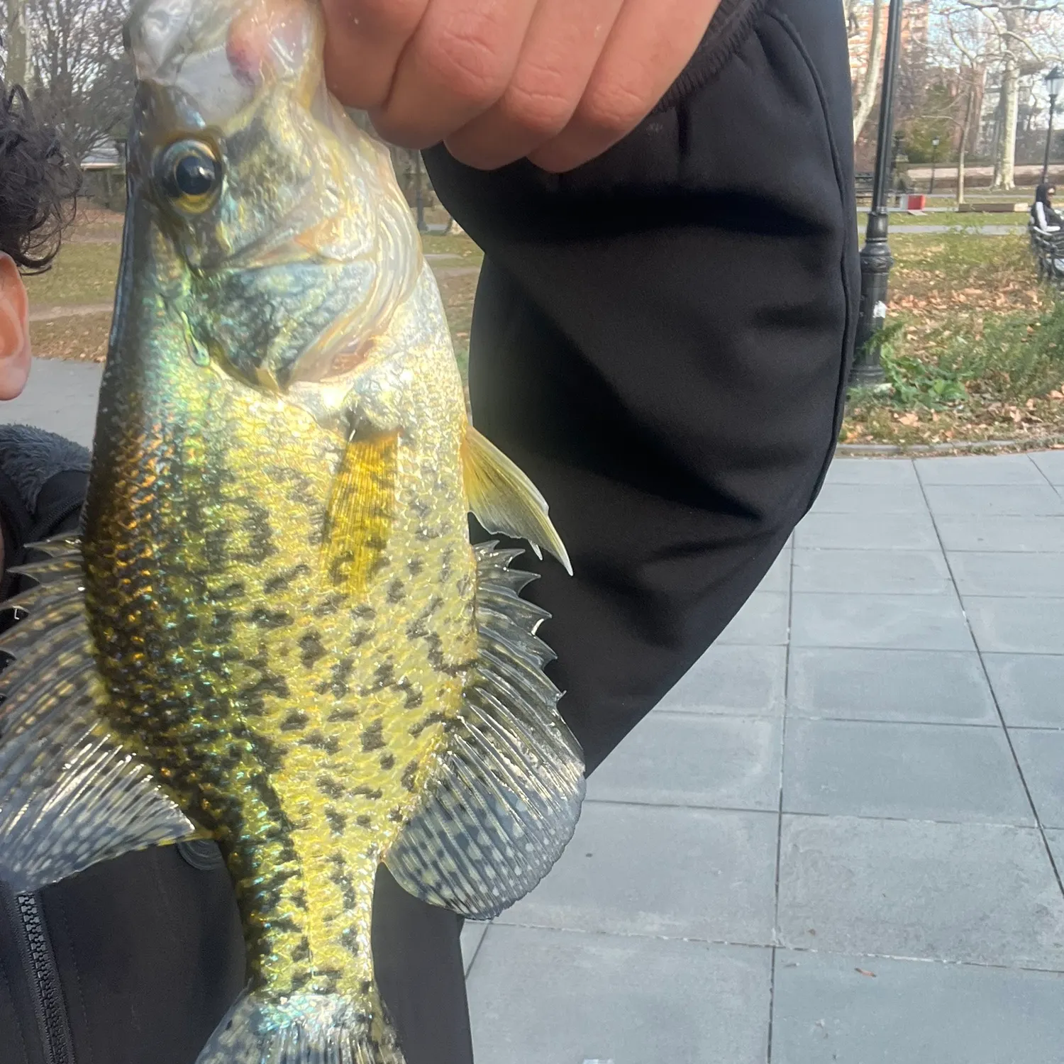 The most recent Black crappie catches on Fishbrain