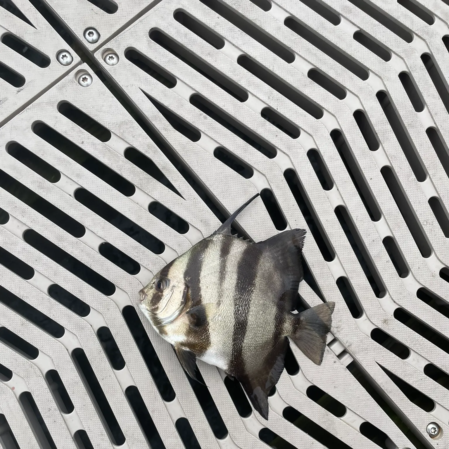The most recent Atlantic spadefish catches on Fishbrain