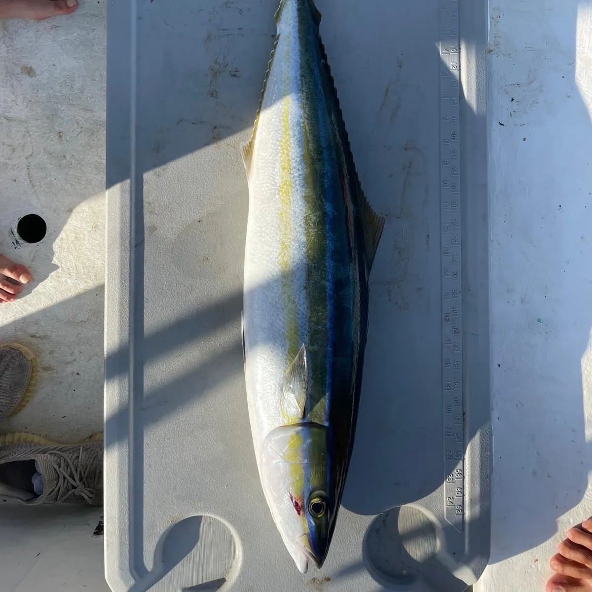 The most recent Rainbow runner catches on Fishbrain