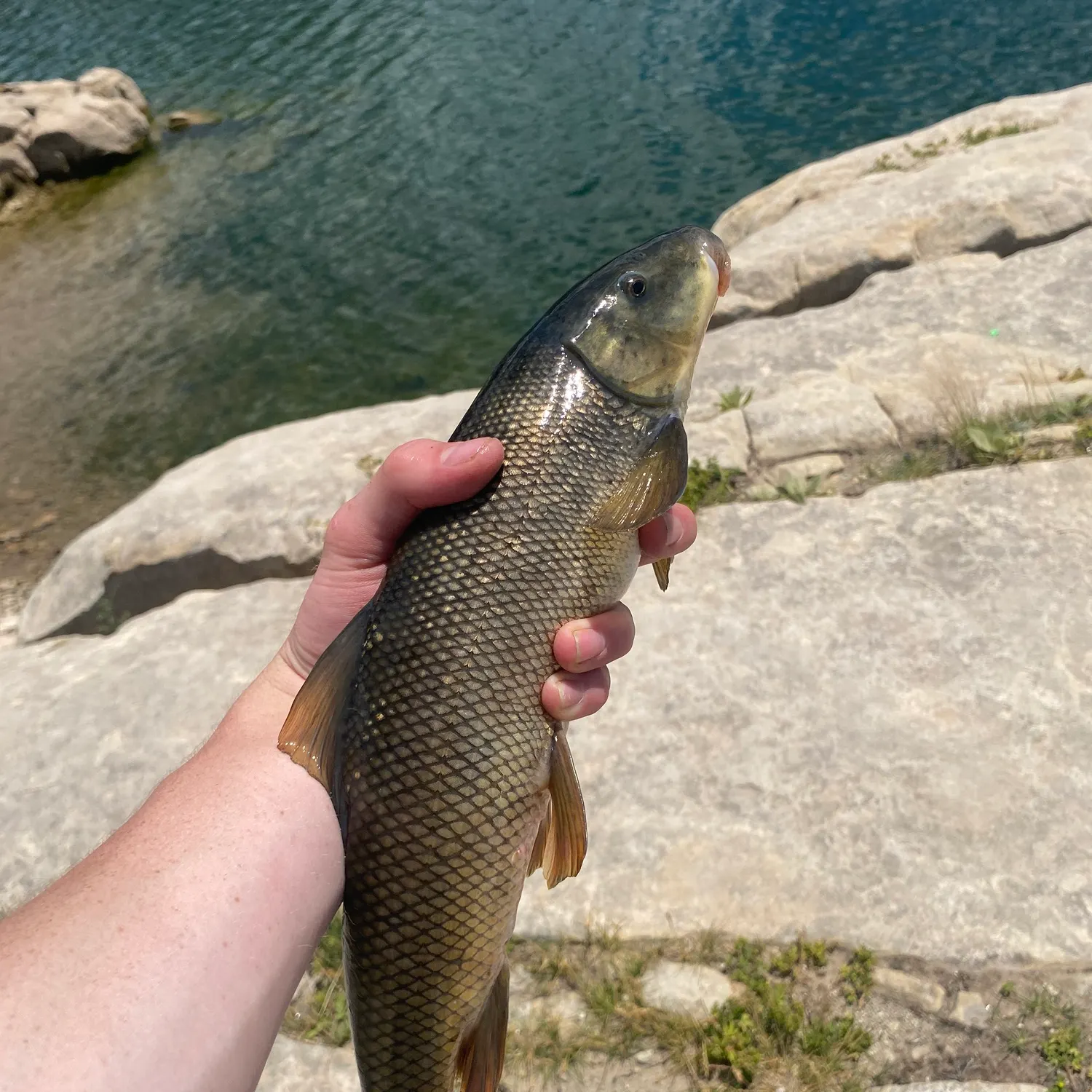 The most recent June sucker catches on Fishbrain