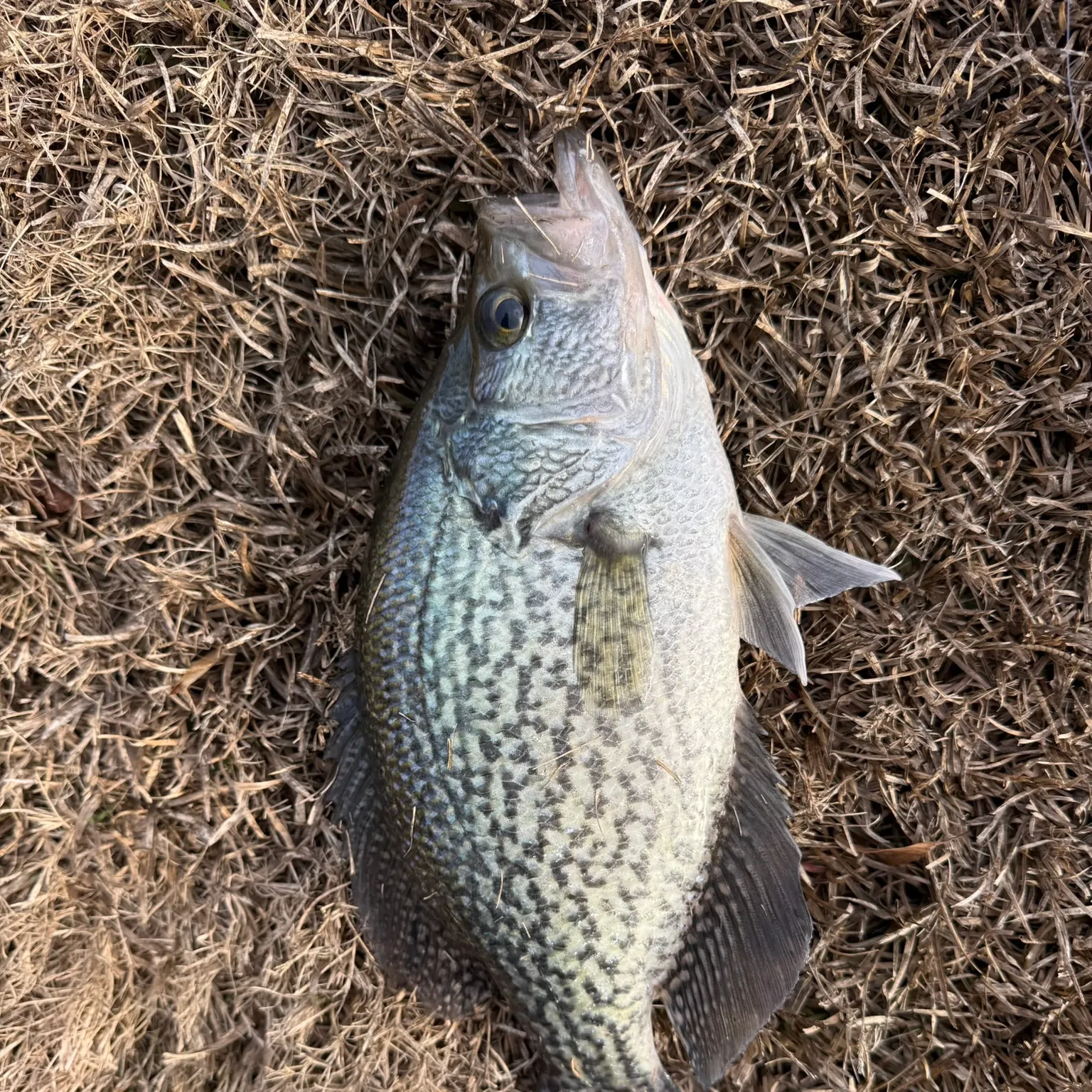 The most recent Black crappie catches on Fishbrain
