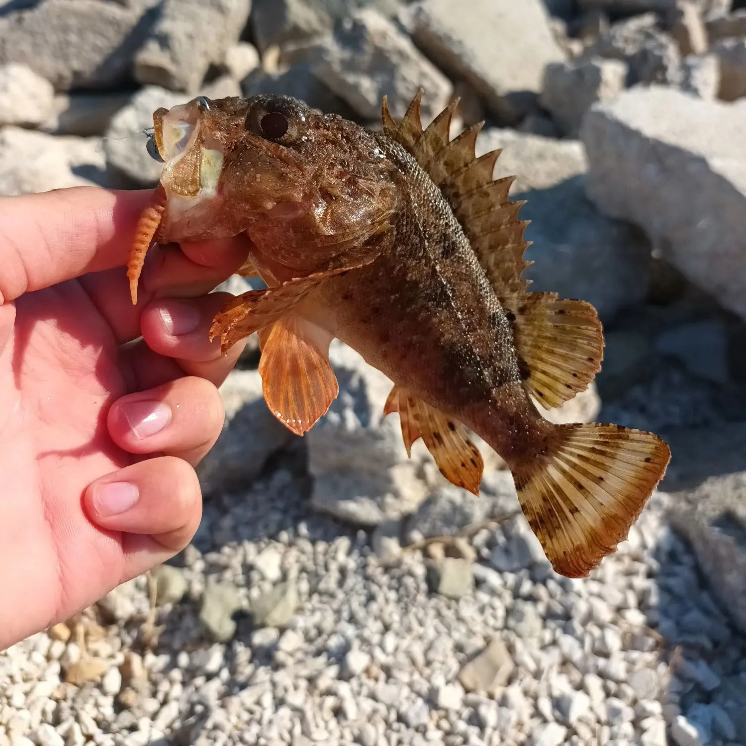The most recent Black scorpionfish catches on Fishbrain