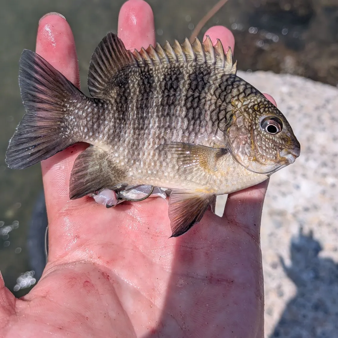 The most recent Mexican night sergeant catches on Fishbrain