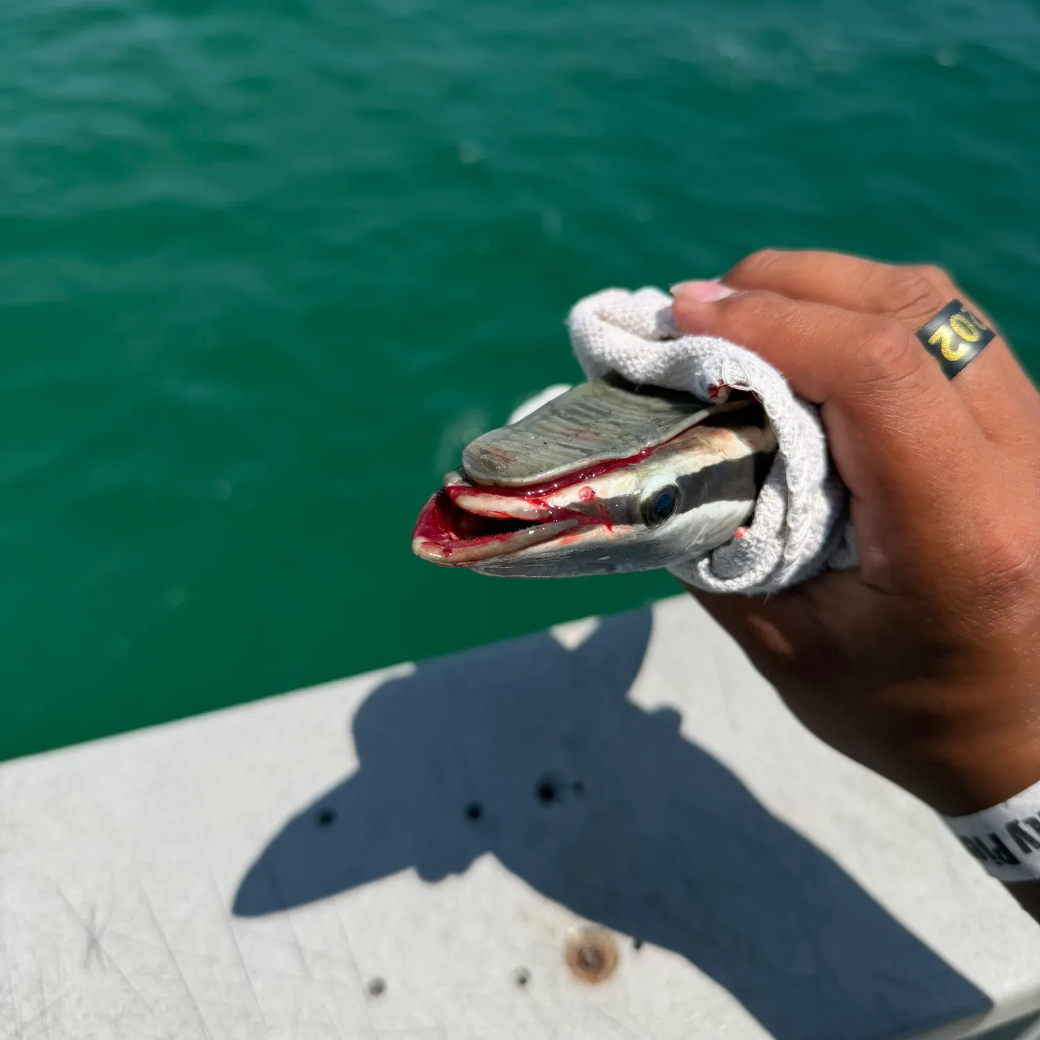 The most recent Common remora catches on Fishbrain