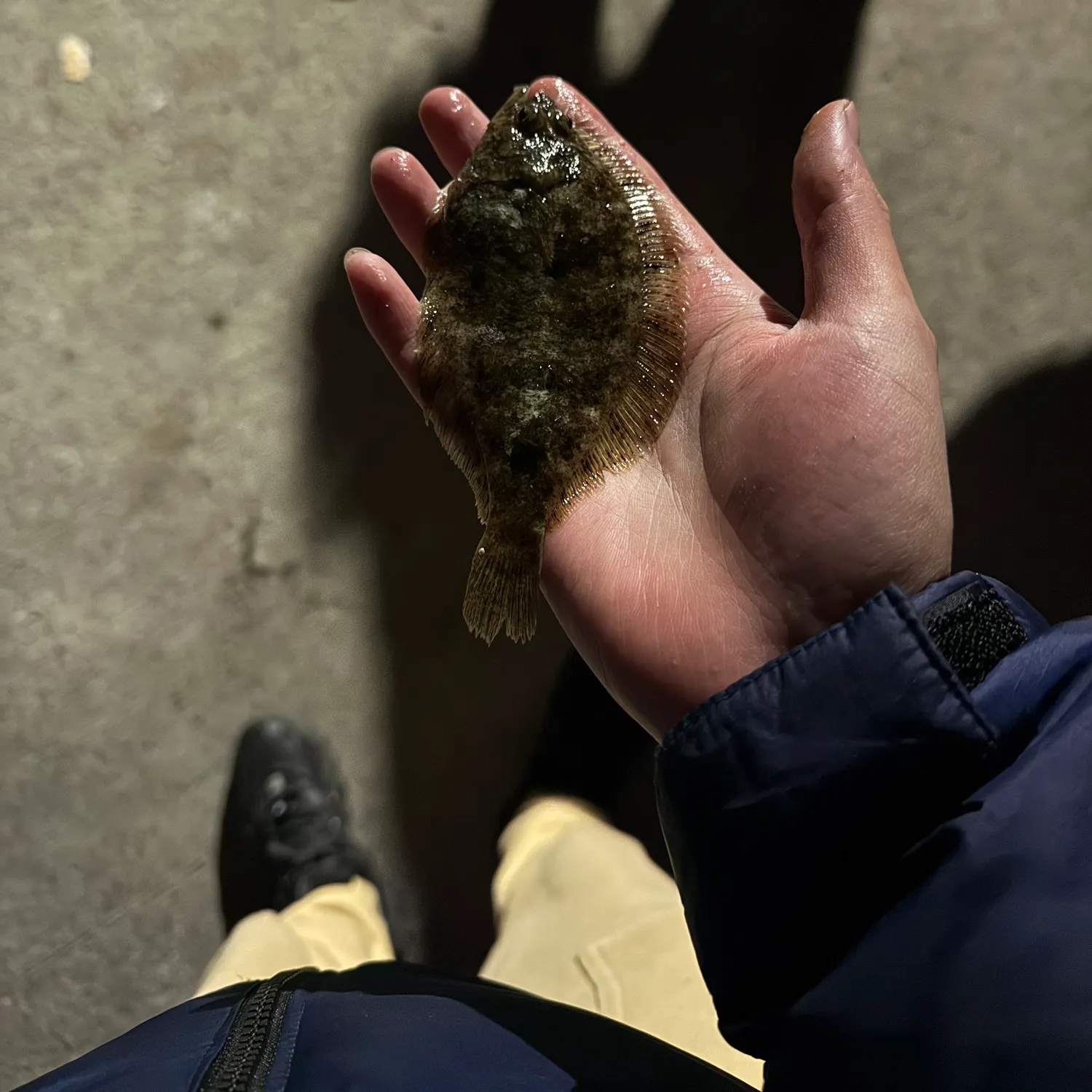 The most recent Northern rock sole catches on Fishbrain