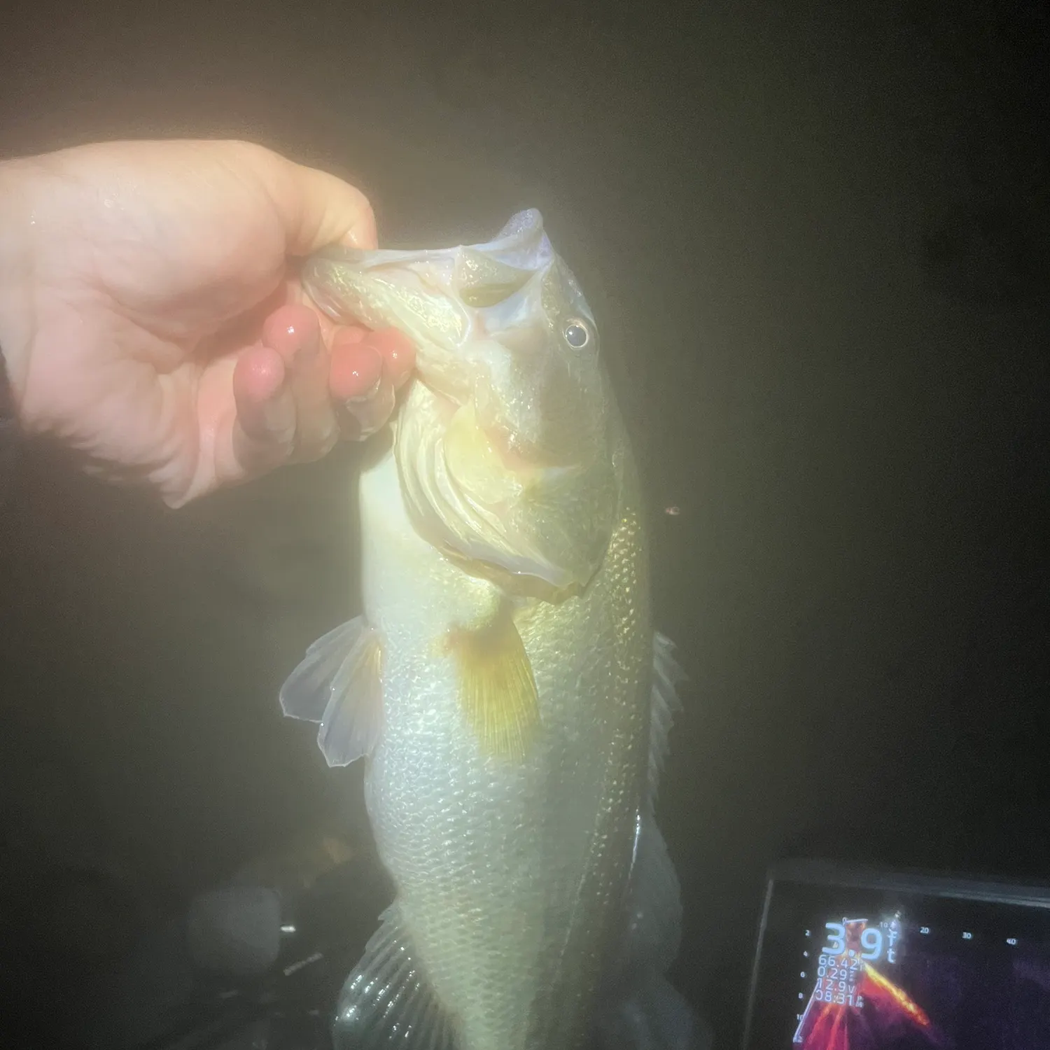 Largemouth bass caught on Fishbrain