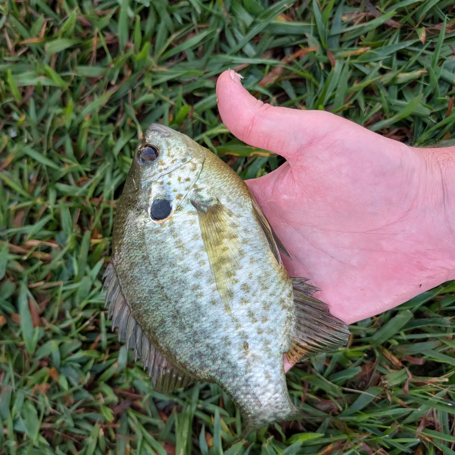 The most recent Redear sunfish catches on Fishbrain