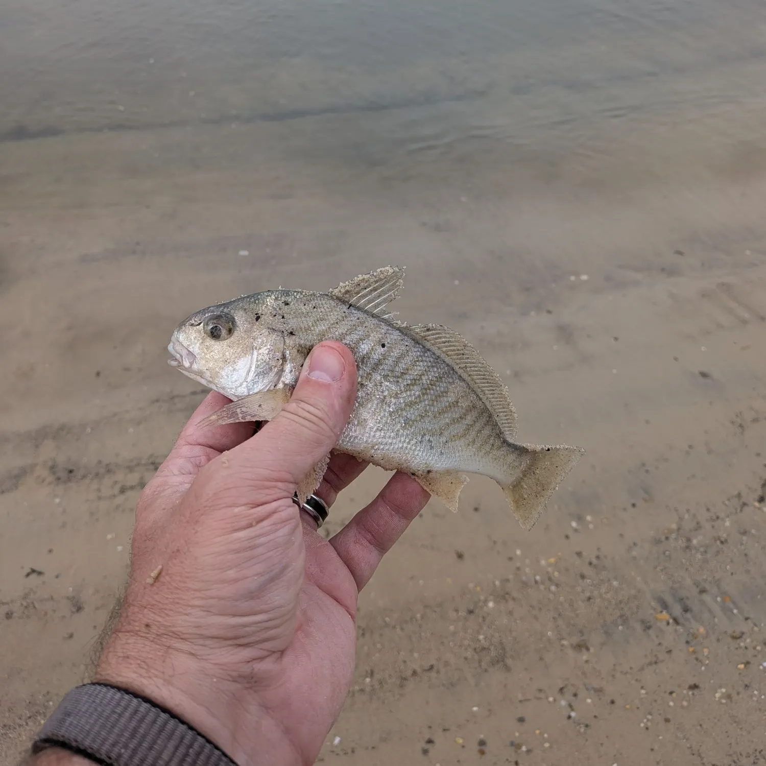 Spot croaker caught on Fishbrain