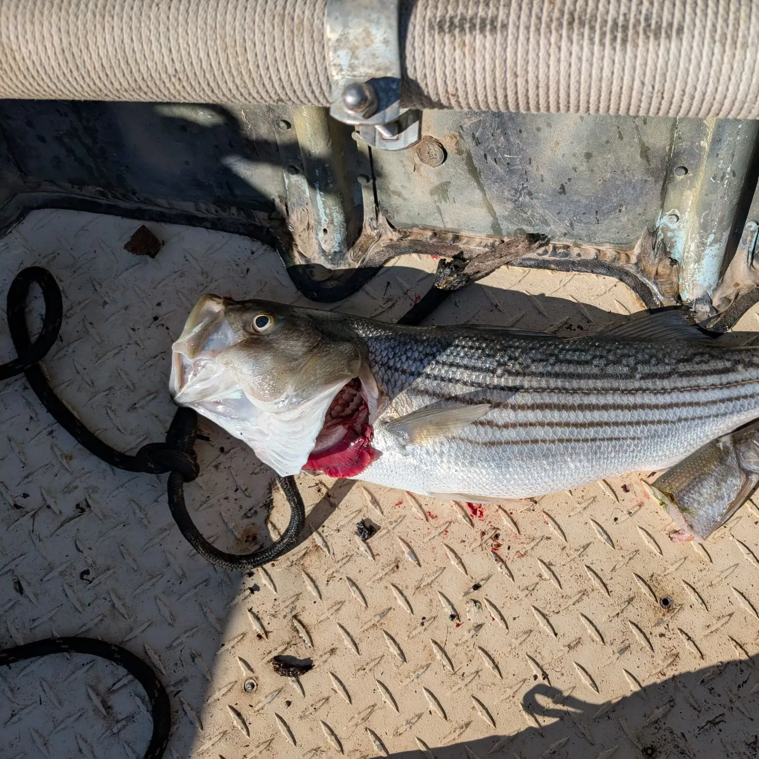 Striped bass caught on Fishbrain