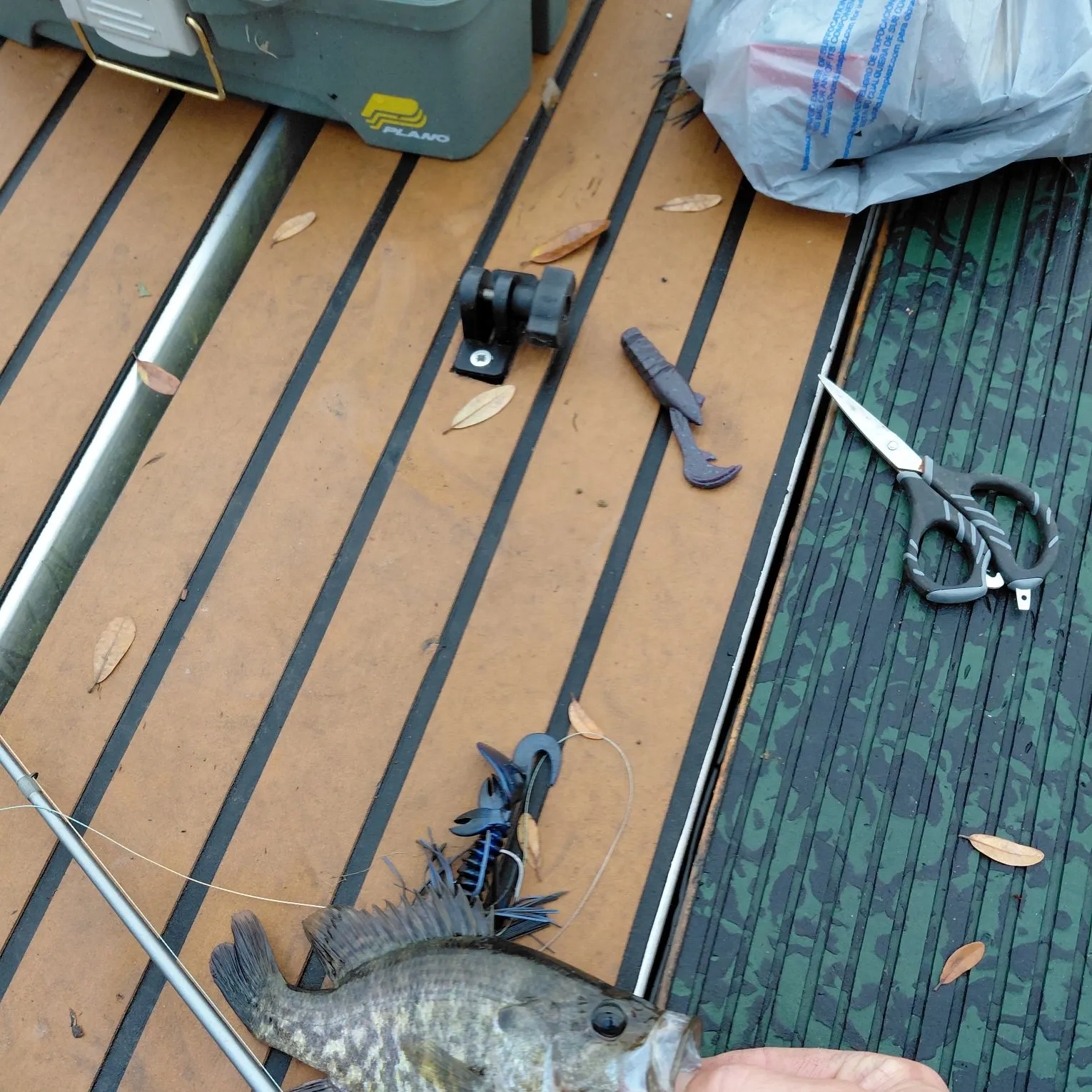 Fish caught on Fishbrain