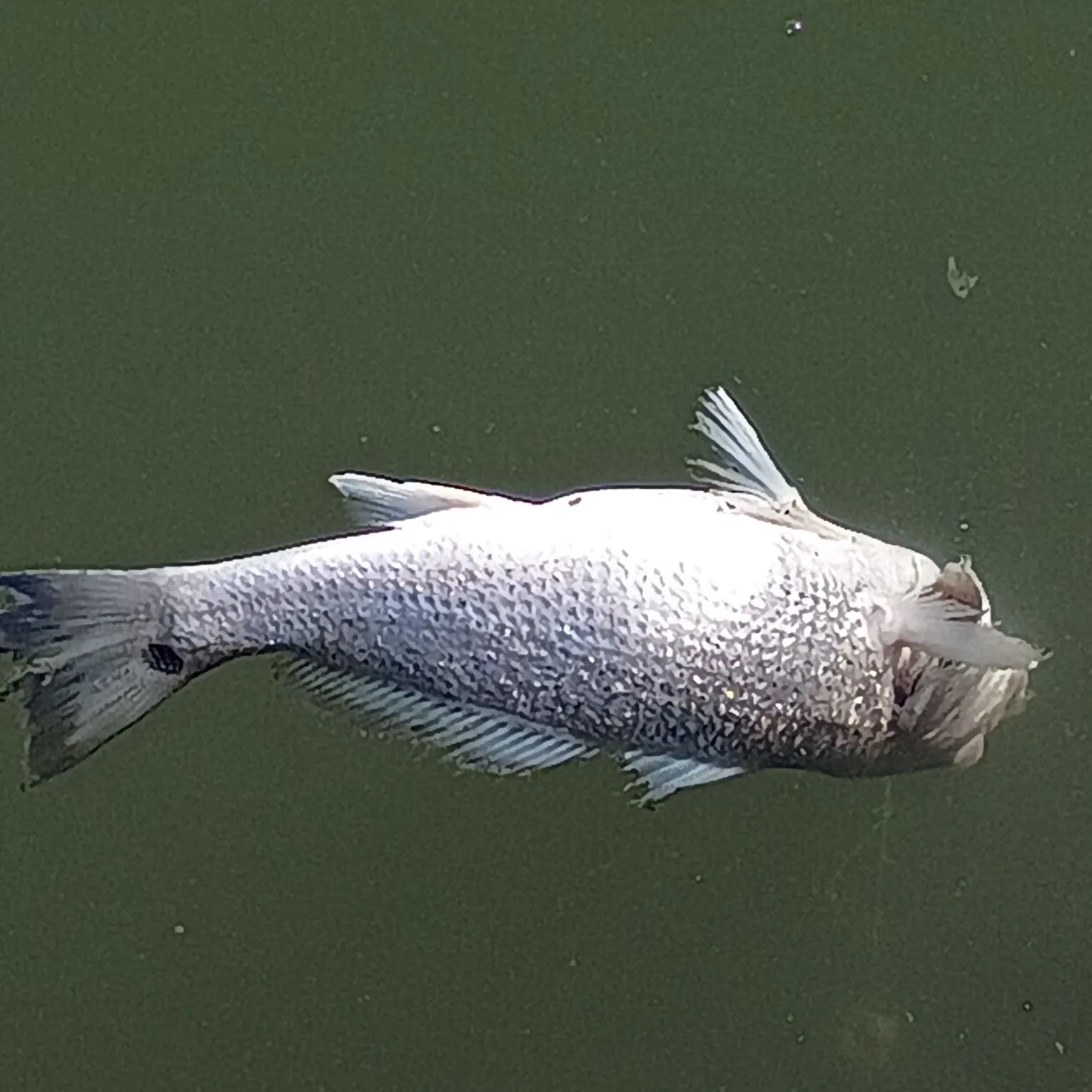 Red drum caught on Fishbrain