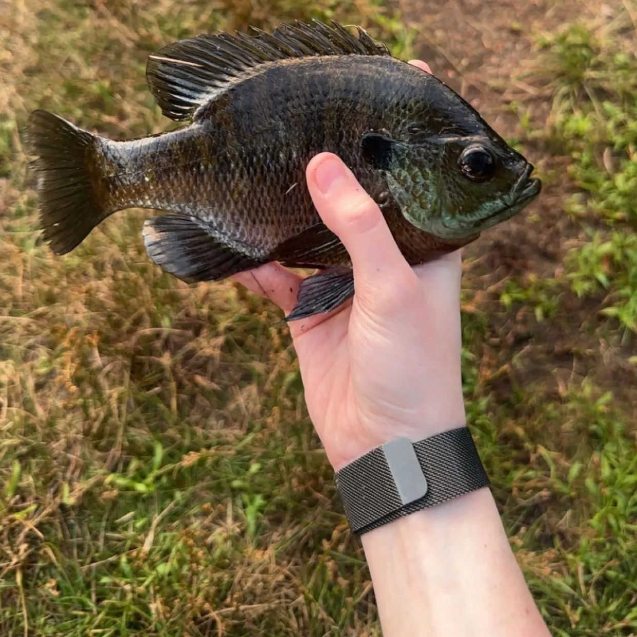 Bluegill caught on Fishbrain