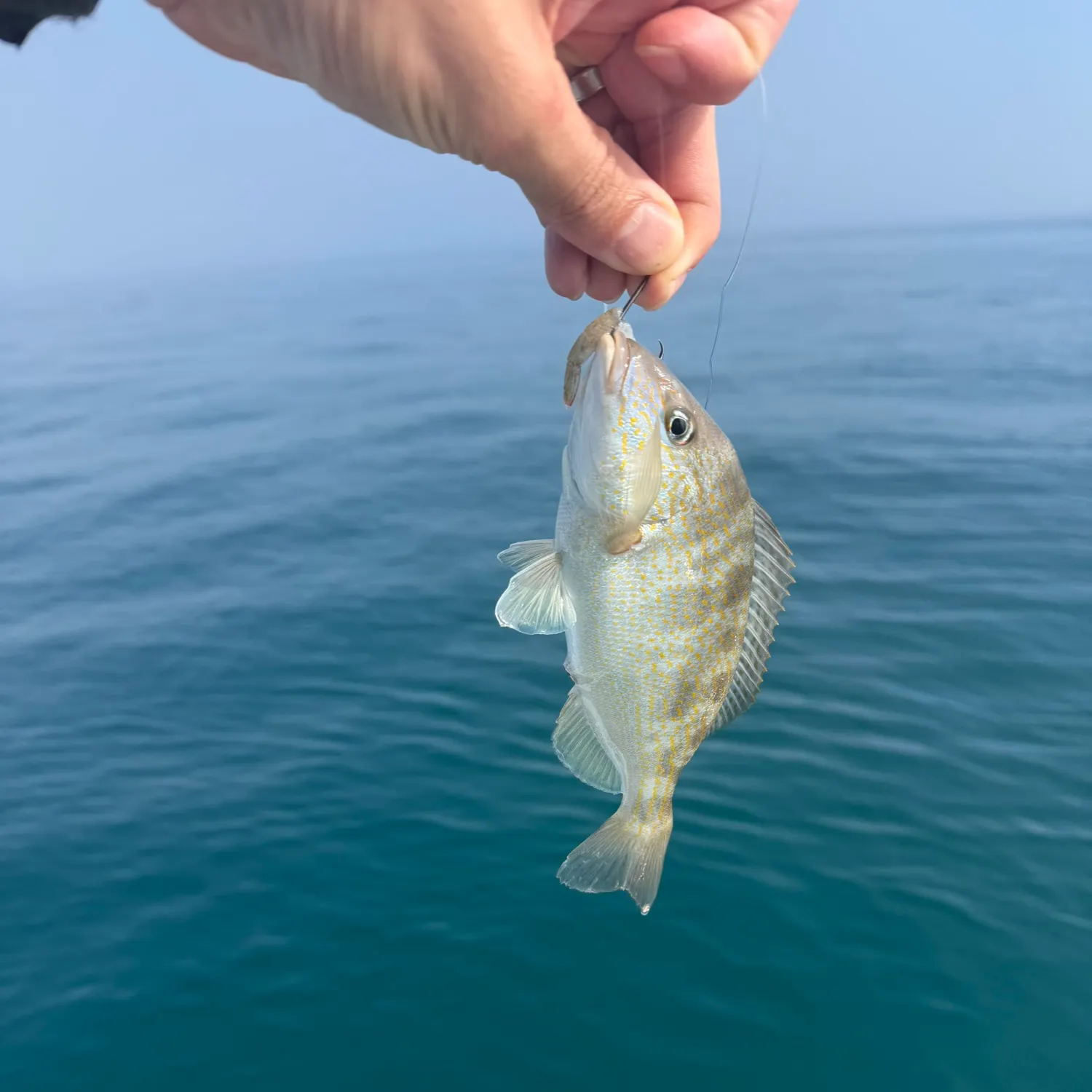 The most recent Sand perch catches on Fishbrain