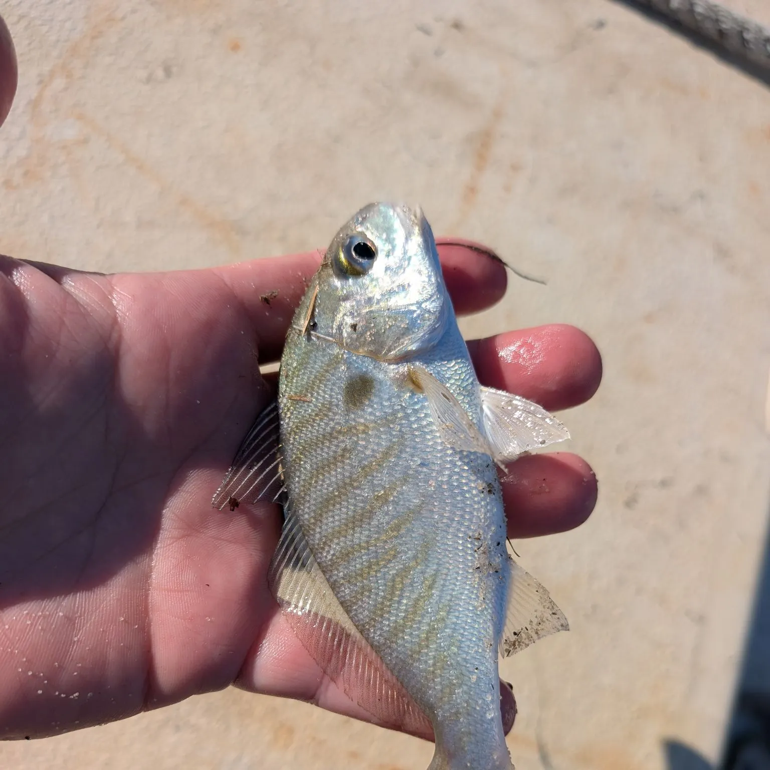Spot croaker caught on Fishbrain