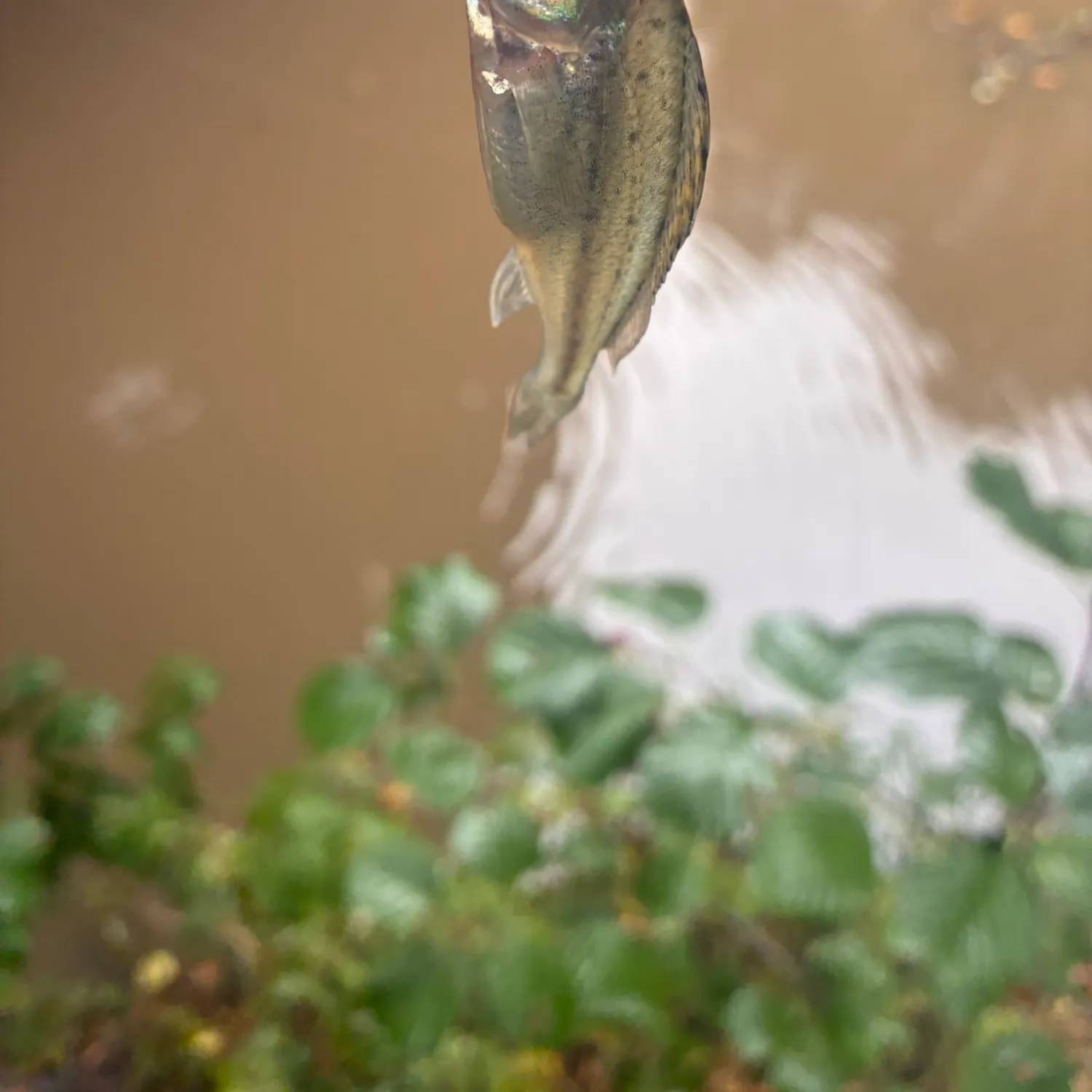 The most recent Eurasian ruffe catches on Fishbrain