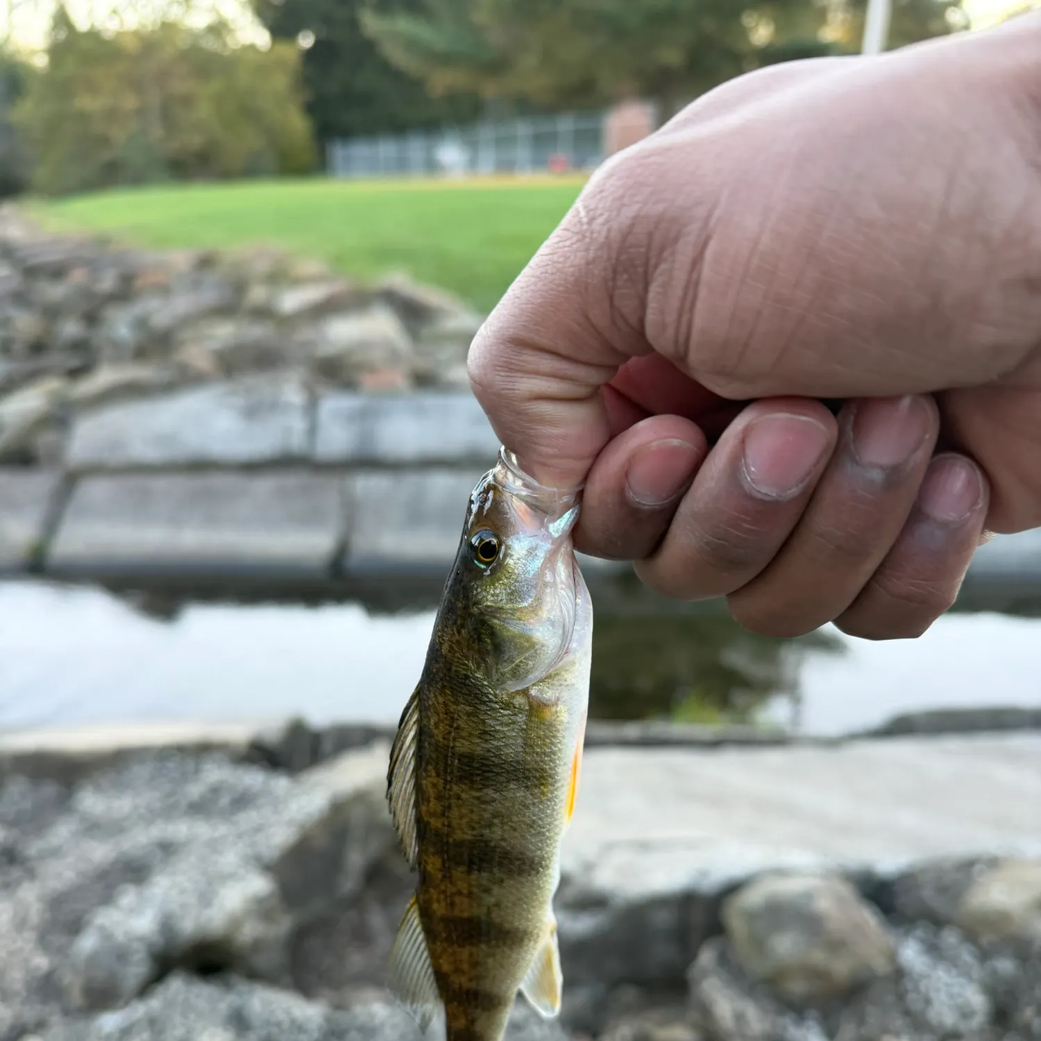 Yellow perch caught on Fishbrain