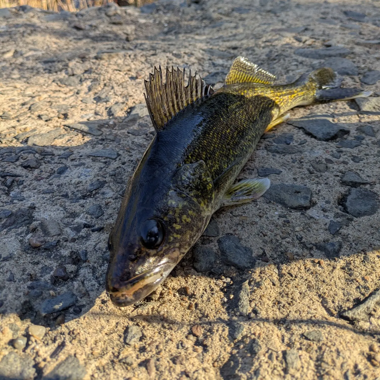 Walleye caught on Fishbrain