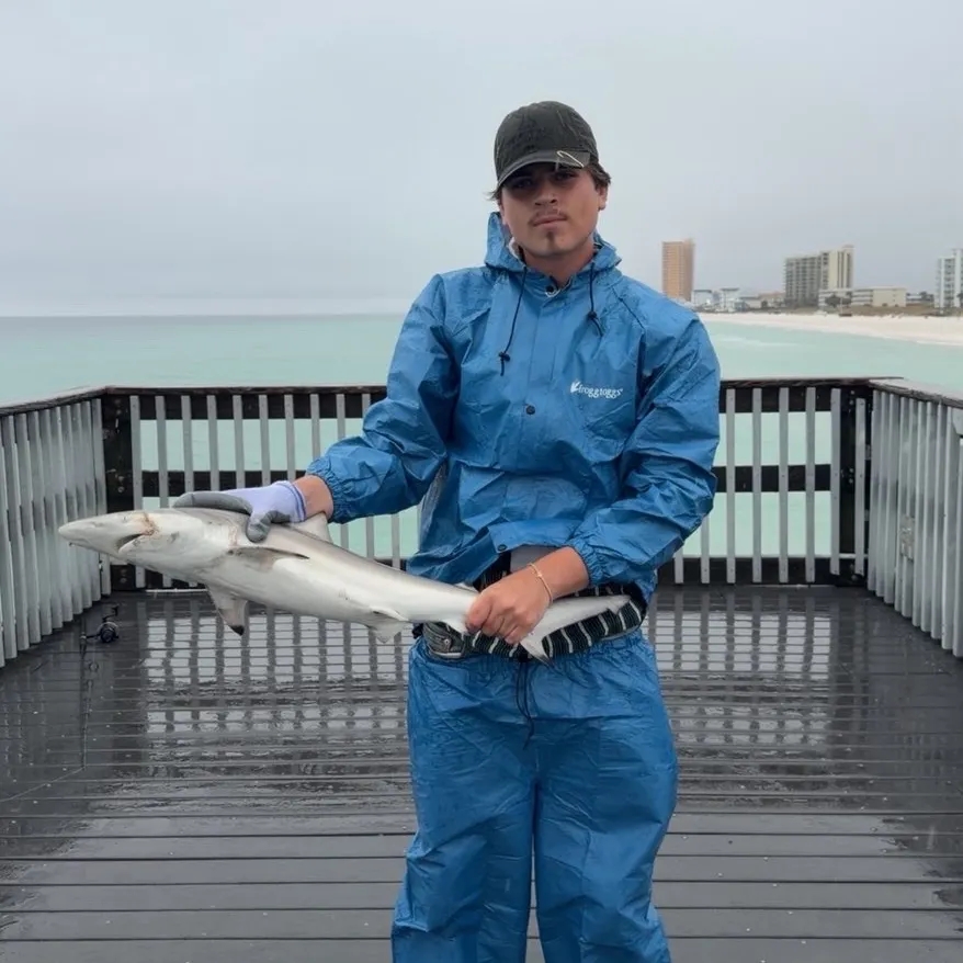 The most recent Blacktip shark catches on Fishbrain