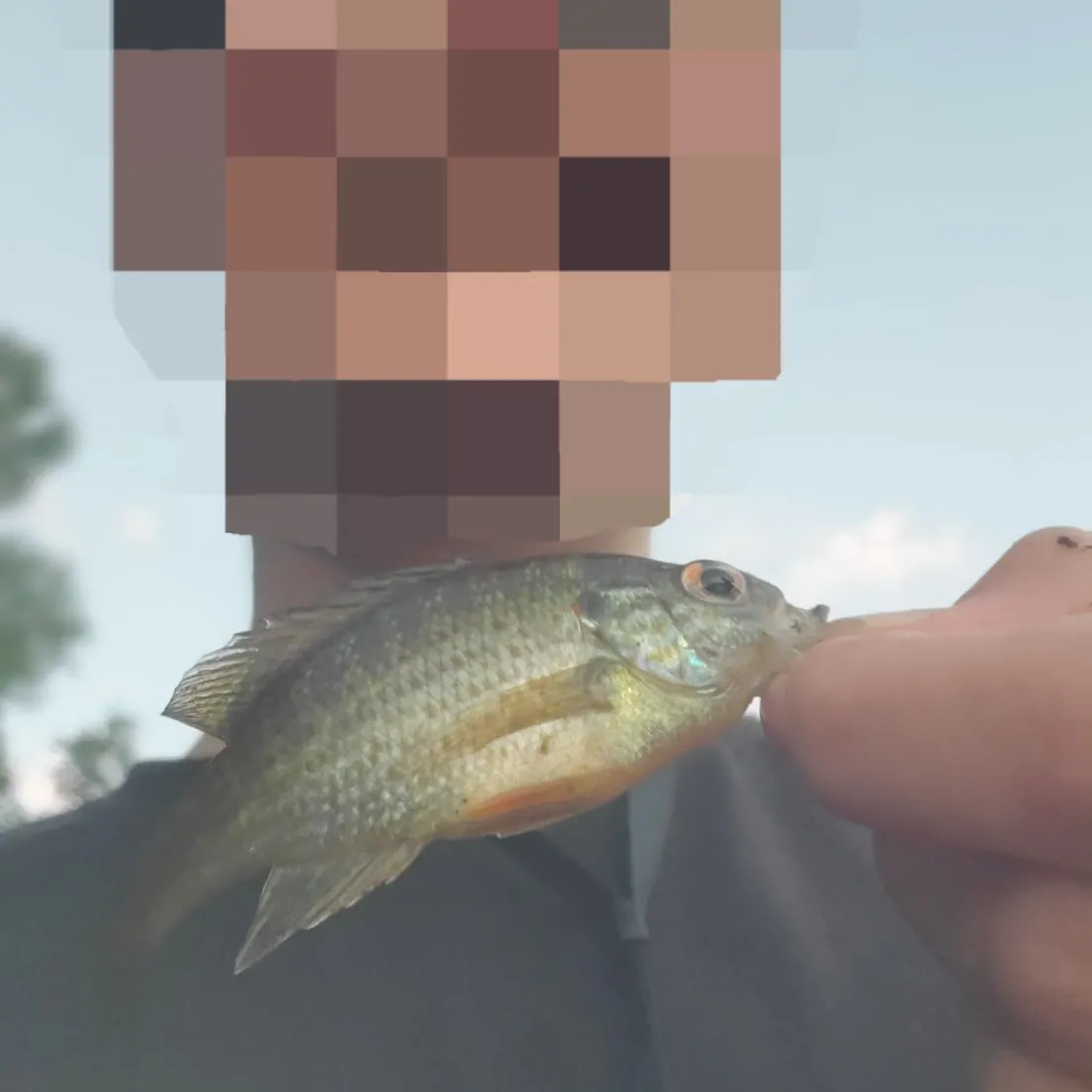 Pumpkinseed caught on Fishbrain