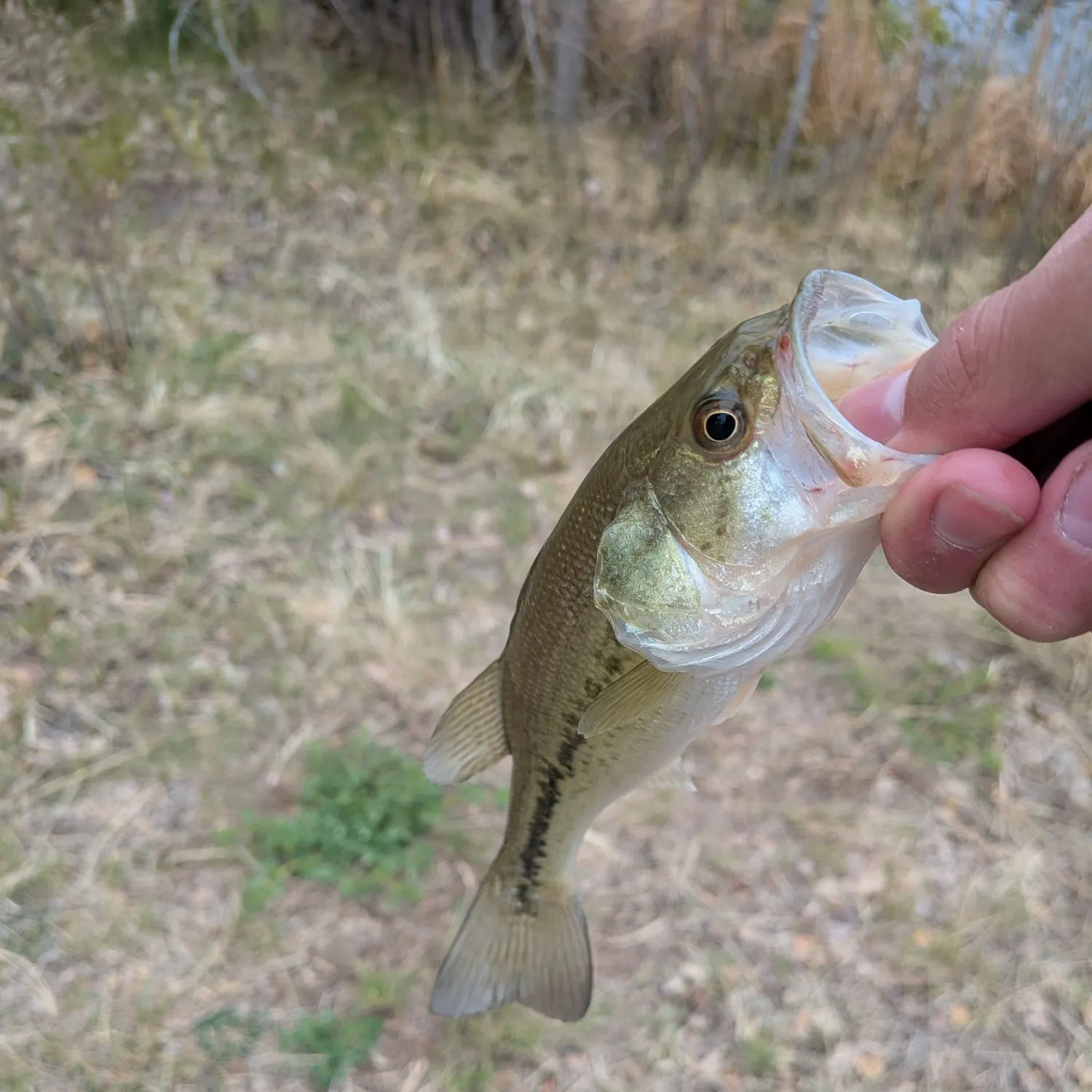 The most recent F1 bass catches on Fishbrain