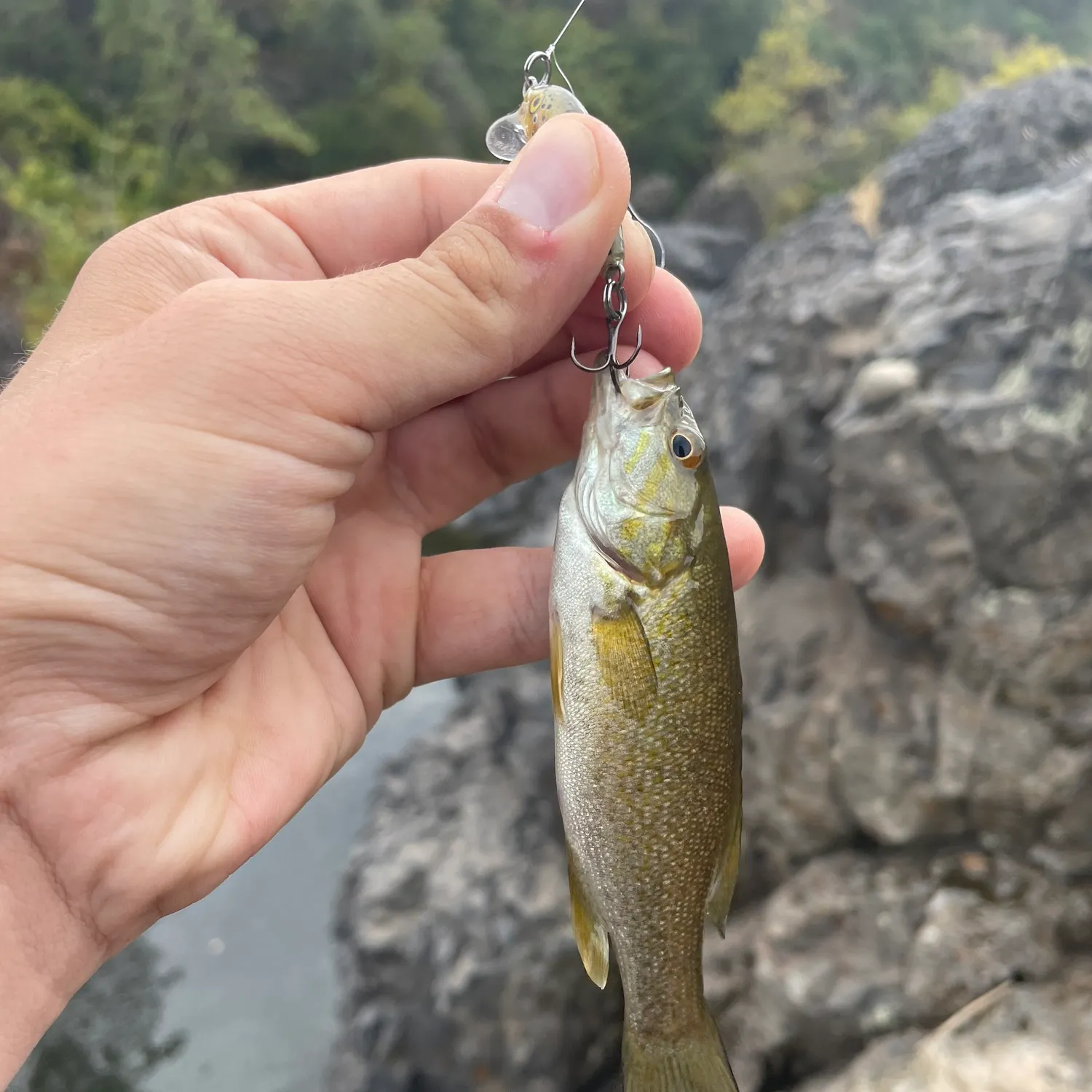 Smallmouth bass caught on Fishbrain