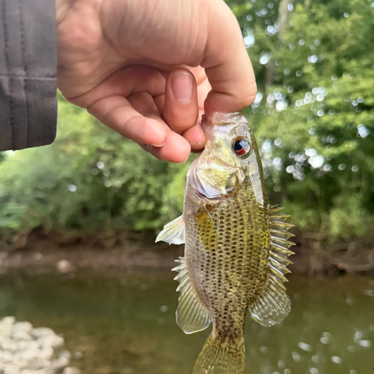 Rock bass caught on Fishbrain