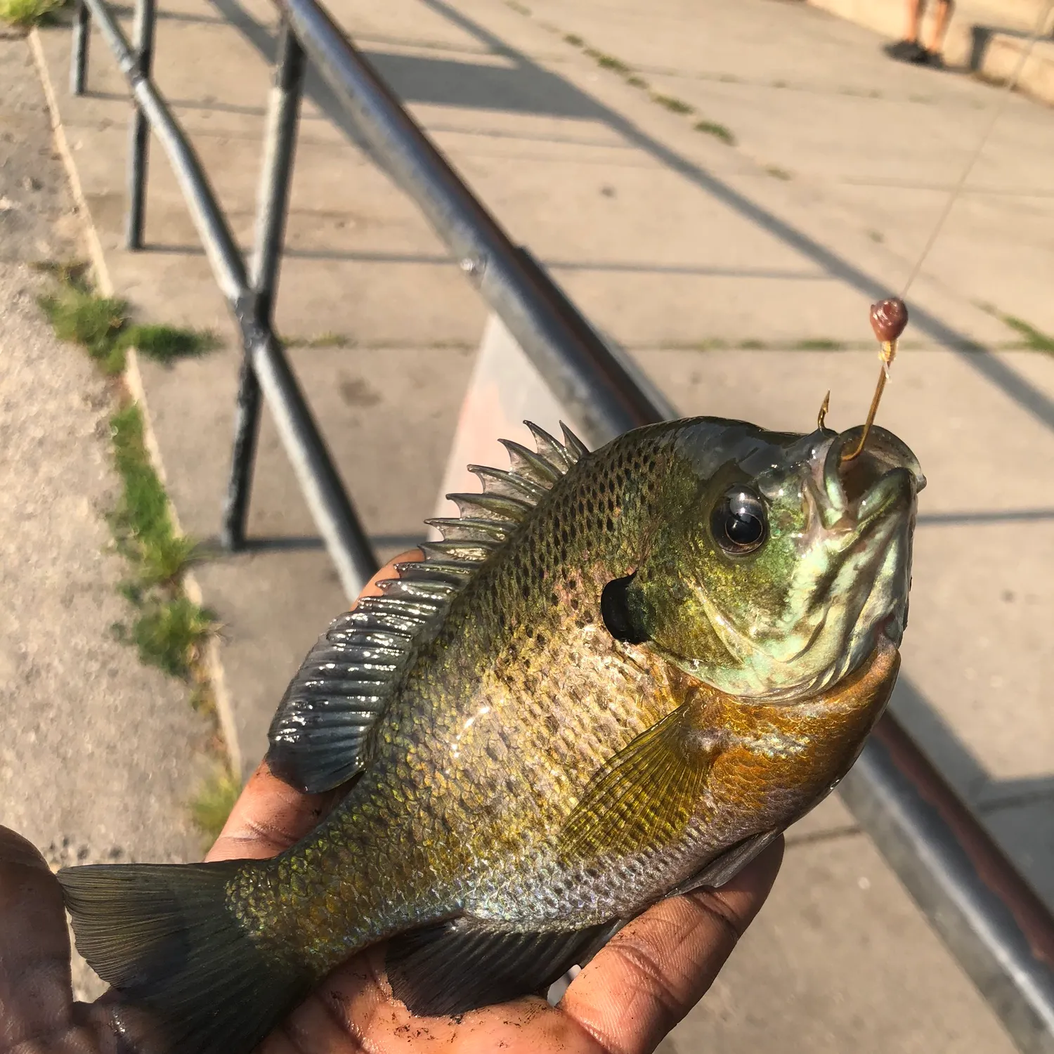 catch