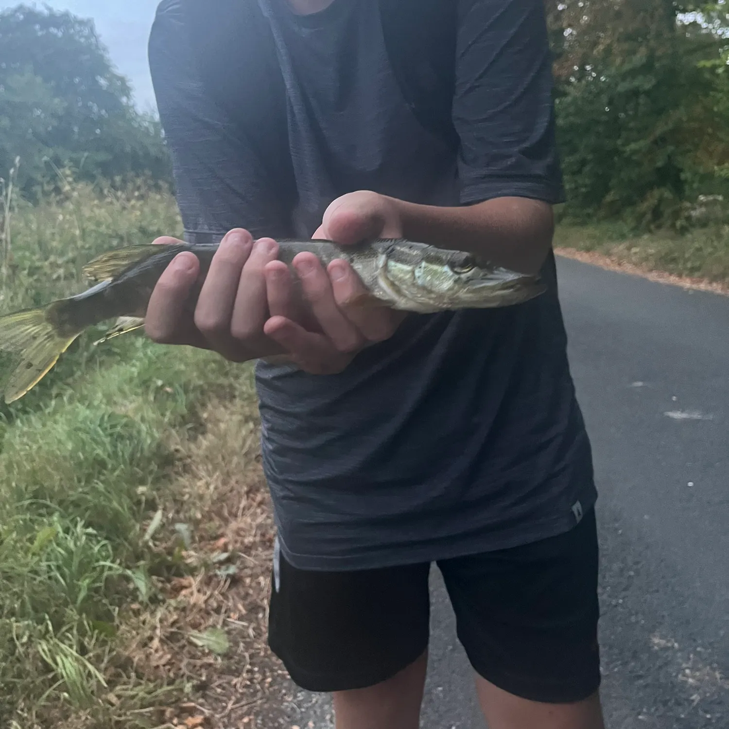 Northern pike caught on Fishbrain
