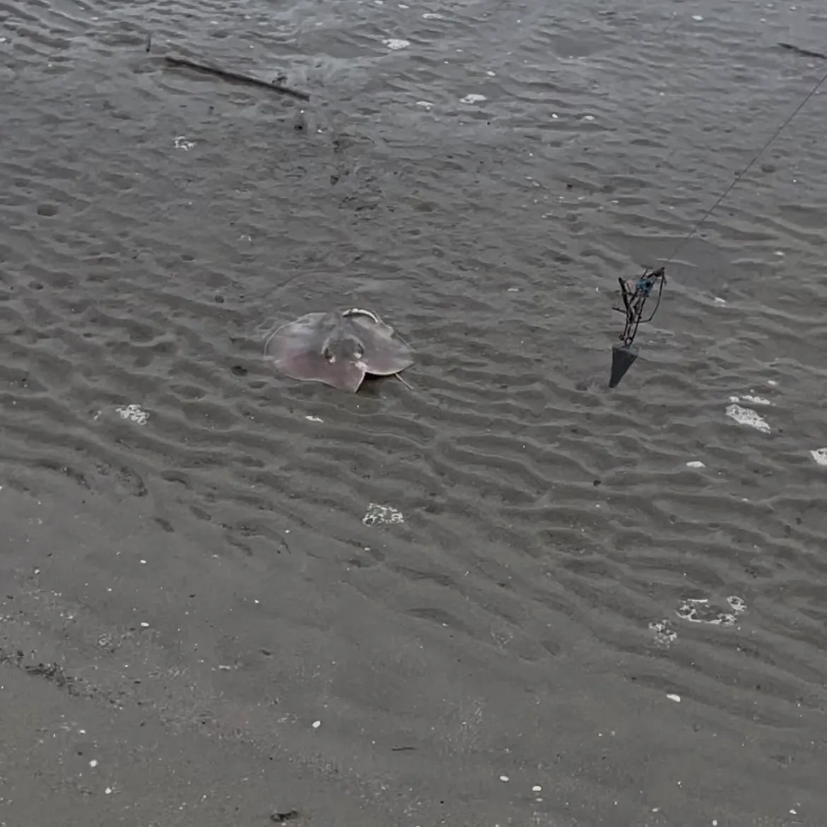 The most recent Starry ray catches on Fishbrain