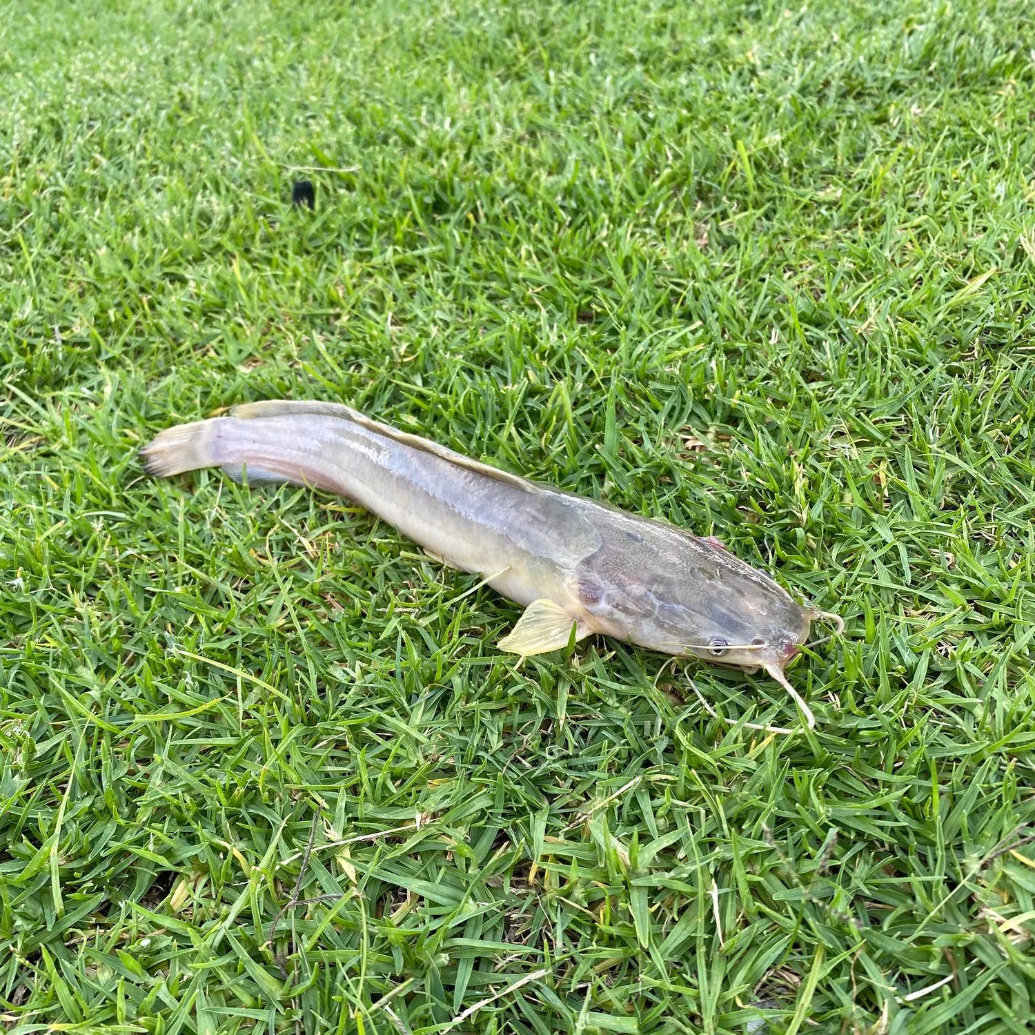 The most recent Blunt-toothed African catfish catches on Fishbrain